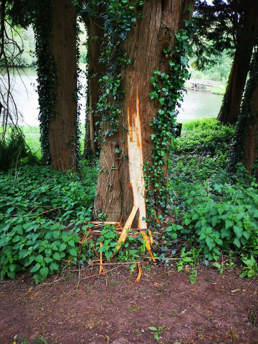 Antler scrape